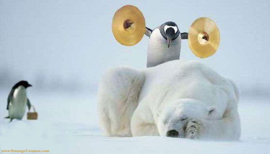Brave Penguins... But Dumb