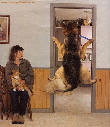 Rebel Dog